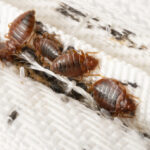 Bedbugs colony on the matress cloth macro.