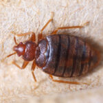 Bed Bug Treatments in Hale