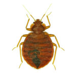 Bed Bug Treatments in Gee Cross