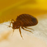 Macro photo of a bed bug