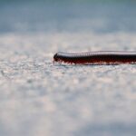 millipede