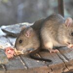 Mice Control in Little Lever