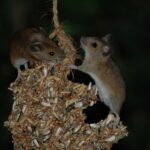 mice eating off feeder