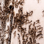 ant infestation coming out of a hole in the wall, insects inside the house, need for detection