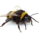 Bumblebee 1
