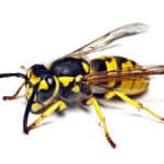 live wasp isolated on white