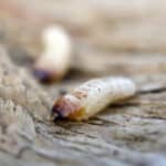 Woodworm larvae