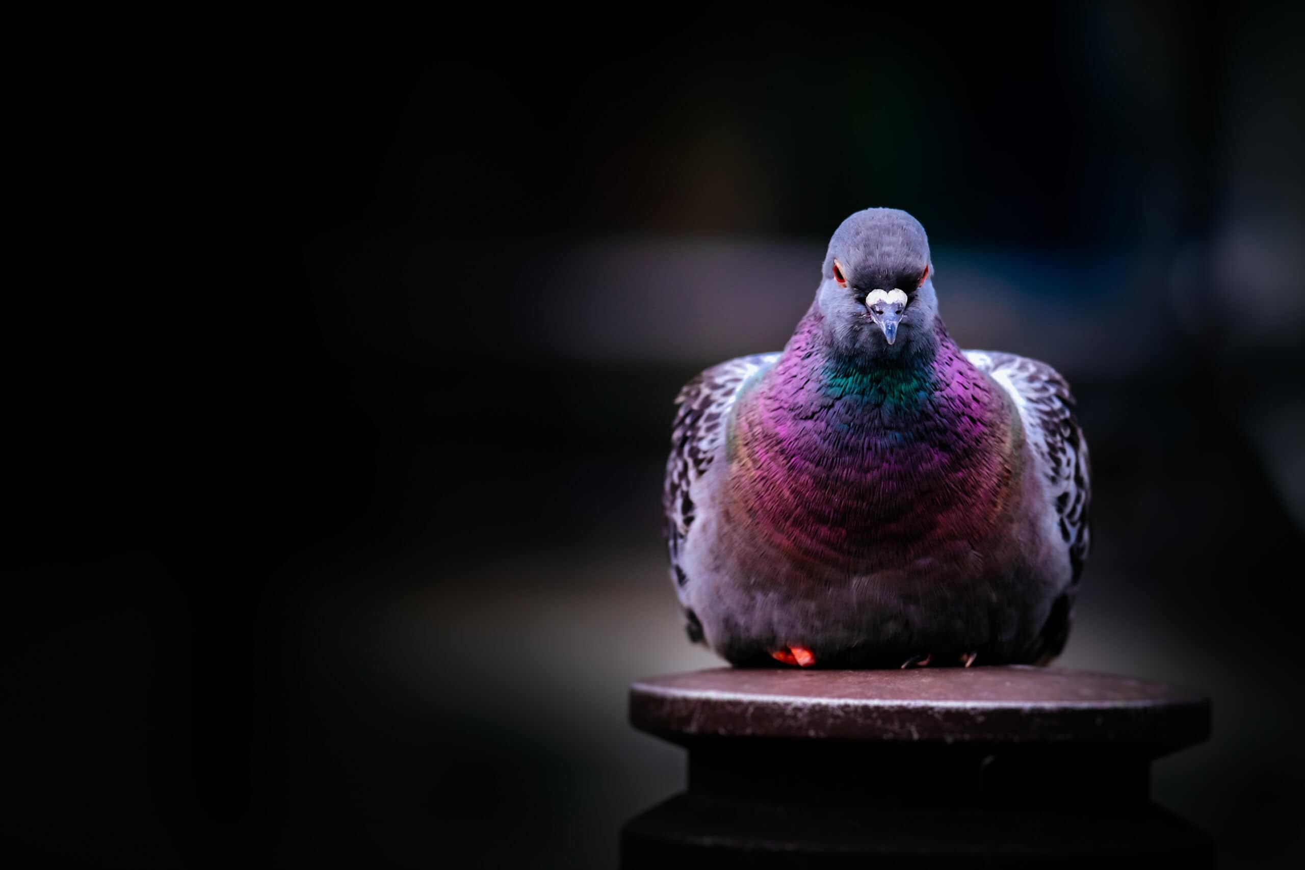 Pigeon on black background