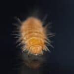 Larva, larvae of carpet beetle Anthrenus, Trogoderma, Attagenus,