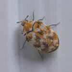 Extreme Close Up of Carpet Beetle.