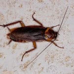 adult american cockroach lying on floor