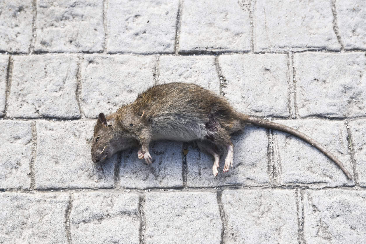 rat dead