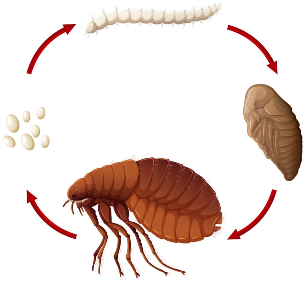 Life cycle of a flea illustration