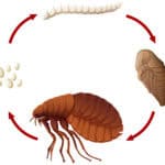 Life cycle of a flea illustration