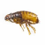 Flea side profile pests for dogs
