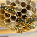 Close-up photograph of several common wasps building and tending an exposed paper wasp nest with open hexagonal cells, showing detailed yellow-and-black markings against a blurred natural background.