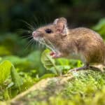 Wild Wood mouse resting on the root of a tree on the forest floor with lush green vegetation