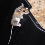 mice