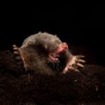 moles