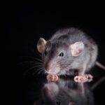 rat case study in urmston