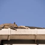 squirrel on roof top