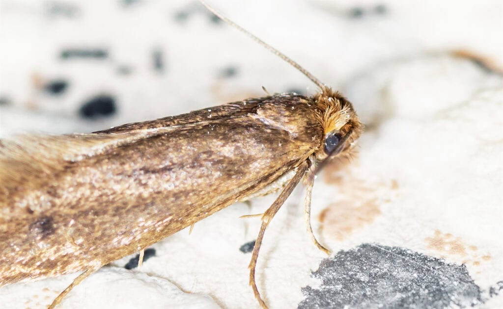 Household Textile Pests Services - Young Pest Control