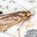 Tinea pellionella, the case-bearing clothes moth, super macro photo.