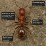 Red ant