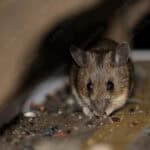 single mouse foraging for food