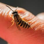 striped angry wasp stuck in pain sharp sting in the finger man