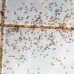 Ants in house on the wall angleants walk on the tile floor.