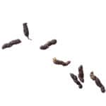 Mouse droppings, faeces, isolated on white Rodent infestatation