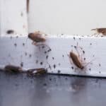 A lot of cockroaches are sitting on a white wooden shelf.The German cockroach (Blattella germanica). Common household cockroaches