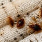Close-up of bed bugs crawling along a mattress seam with visible eggs and dark faecal spots.