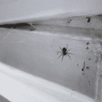 Small house spider resting in a cobweb on the corner of a residential window frame.