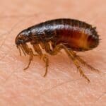 Close-up of a flea crawling on human skin, showing a common cause of itchy flea bites.