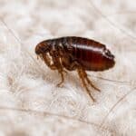 Close-up of a flea on carpet fibres, showing a common sign of a flea infestation in a home.