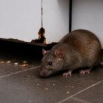 Brown rat on a kitchen floor beside a damaged cupboard with gnaw marks and food crumbs, showing signs of a rat infestation in a home.