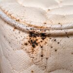 Mattress seam with black faecal spots, stains and signs of a bed bug infestation.
