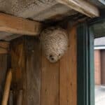 Active wasps entering and leaving an air brick on a brick house wall, indicating a hidden wasp nest inside the cavity wall of a UK property.