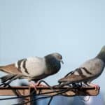 Two feral pigeons perched on a metal beam with overhead cables in an urban environment.