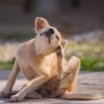 dog scratching due to flea bites