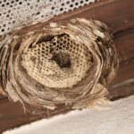 an old wasp nest under a house roof