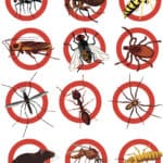 warning sign, pest control, invasion species, social insects