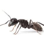 Macro lateral view of ant standing over white background