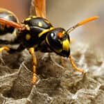 The Common wasps ( Vespula vulgaris ) on the vespiary.