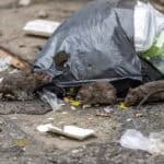 Three dirty mice eat debris next to each other. Rubbish bag On the wet floor and very foul smell.
