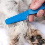 Dog examination for fleas with the flea comb - grooming