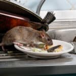 Close-up young rats (Rattus norvegicus) sniffs leftovers on a plate on sink at the kitchen. Fight with rodents in the apartment. 