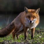 Red fox standing on grass in a natural woodland habitat, looking directly at the camera with its bushy tail visible.